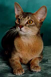 Abyssinian cat in two colors
