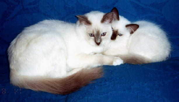 Birman cat and kitten

