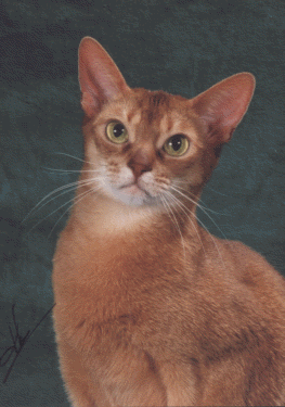 Abyssinian cat in white and tan
