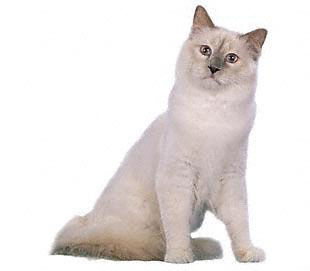 Birman cat in white and beige
