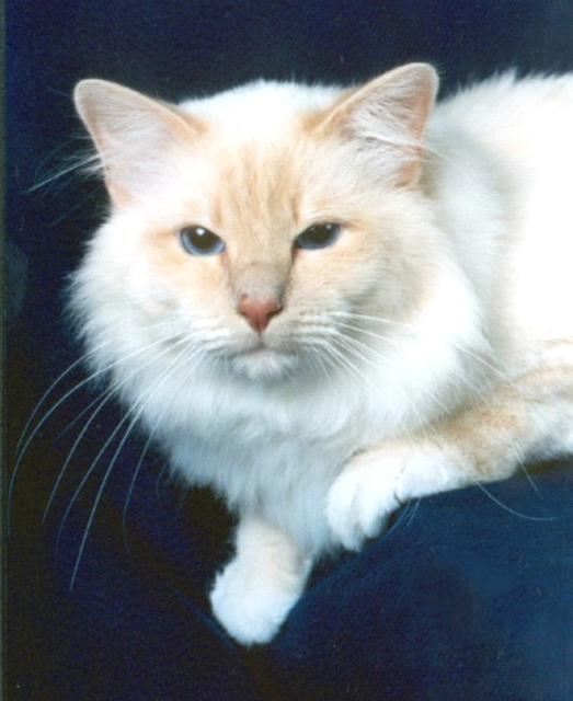 Birman cat in white and tan
