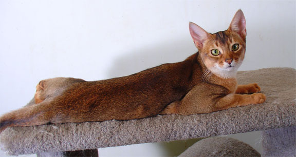 Abyssinian cat on house
