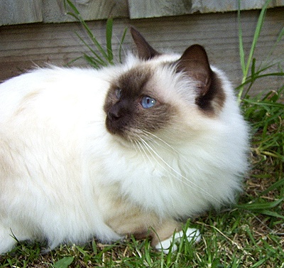 Birman cat on grass
