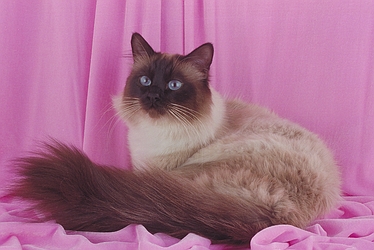 Birman cat with long bushy tail
