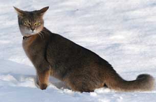 abyssinian cat on snow
