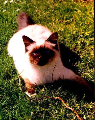 Birman in white and brown on grass

