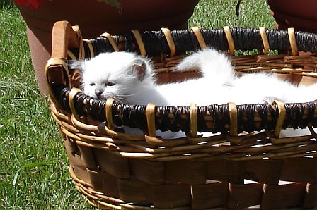 Birman kitten in the basket
