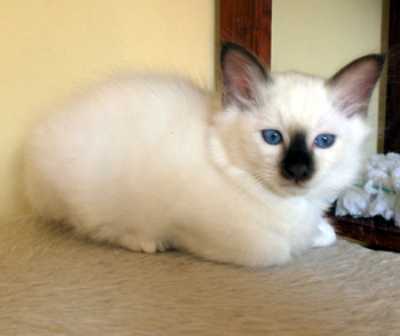 Birman kitten in white with dark brown

