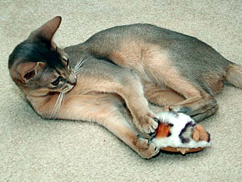 Abyssinian cat playing
