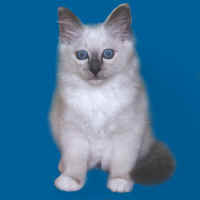 Birman kitten with blue eyes
