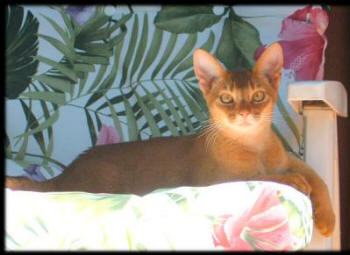 Abyssinian cat relaxing
