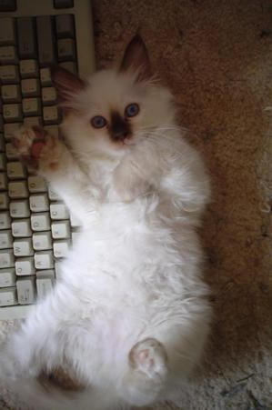 Cute looking Birma kitten in white and brown
