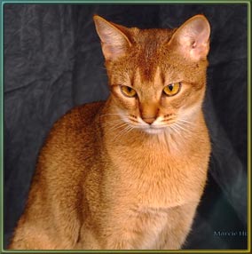 Abyssinian cat with a serious look
