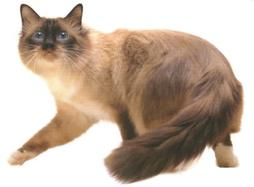Long hair Birman cat in brown
