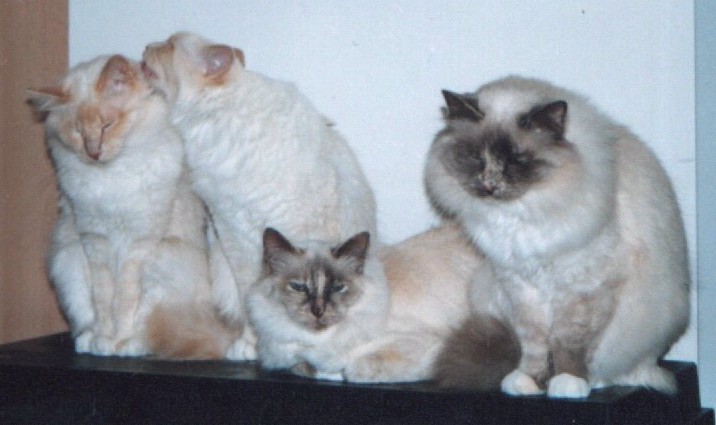 Sacred Birman cats
