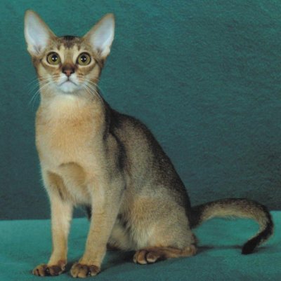 Abyssinian cat with big ears
