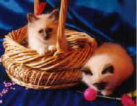 Two Birman kittens
