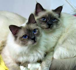 Two Birmans in wite and brown
