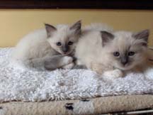 Two Blue point Birman kittens
