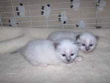 Two young Blue Point Birmans
