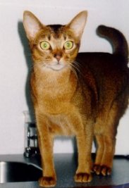 Abyssinian cat with big eyes
