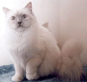 White Birman cat with bushy tail
