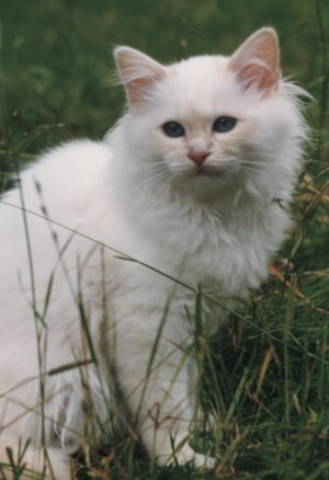 White cream Birman kitten on grass
