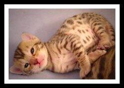 Bengal Cats Pictures