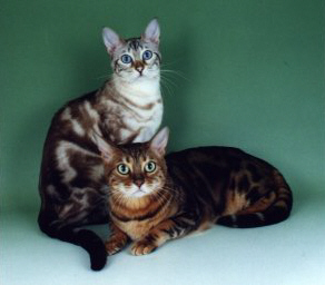 Beautiful Bengal cats

