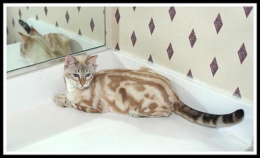 Beige and brown Bengal cat
