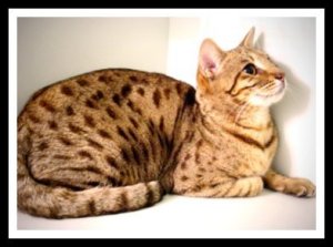 Bengal cat in gold with brown dots
