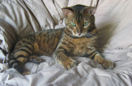 Bengal cat in golden tan with stripes
