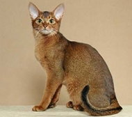 Abyssinian cat with big white ears
