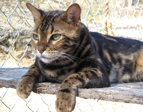 Bengal cat in tan brown with big black stripes
