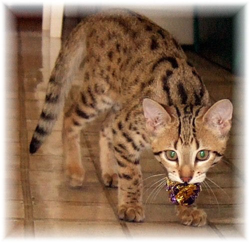 Bengal cat in tan with black dots
