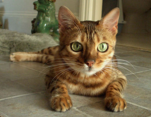 Bengal cat in tan
