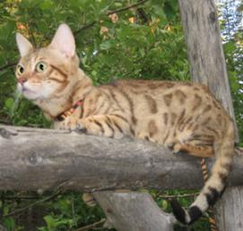 Bengal cat on tree
