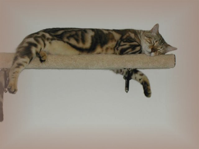 Bengal cat sleeping
